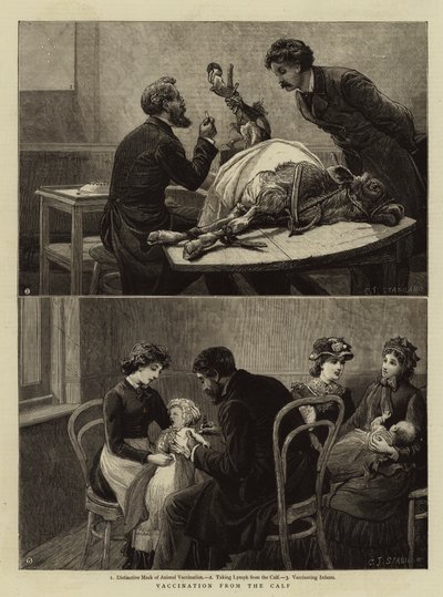 Vaccination du veau - Charles J. Staniland